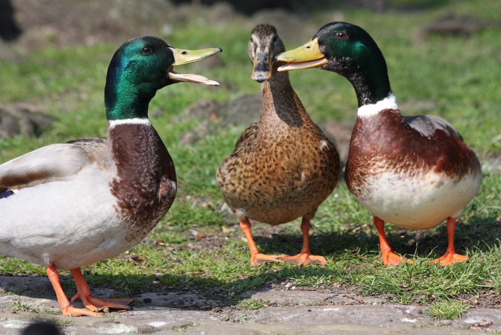 ducks talking